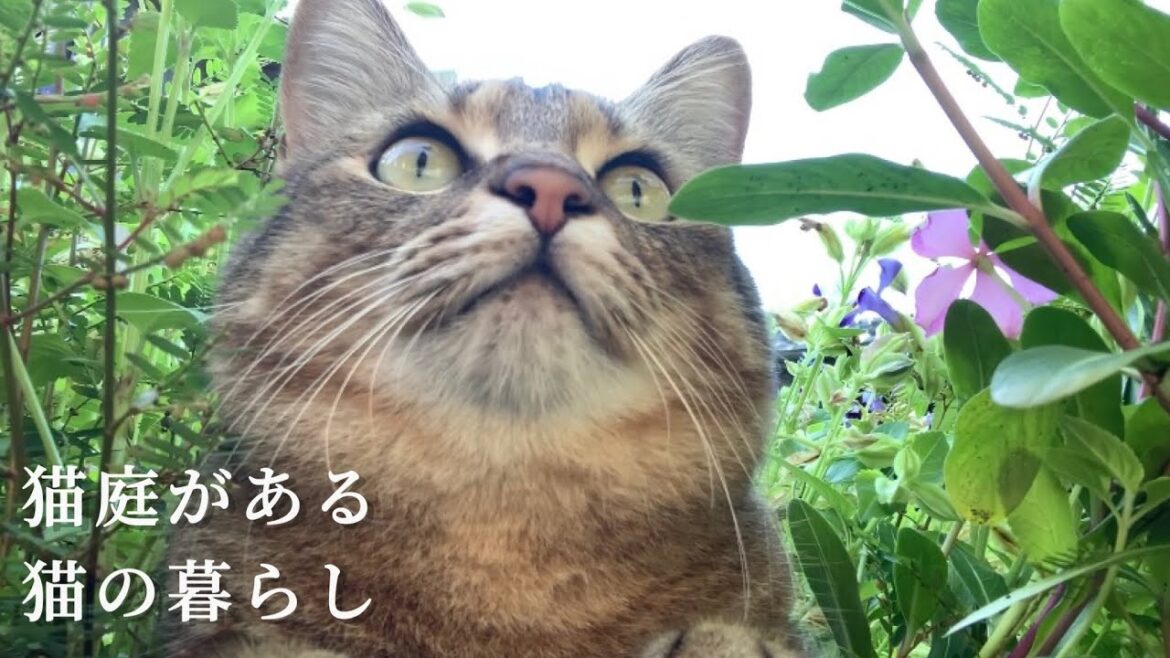 これは遊びではない！パトロールだ！
