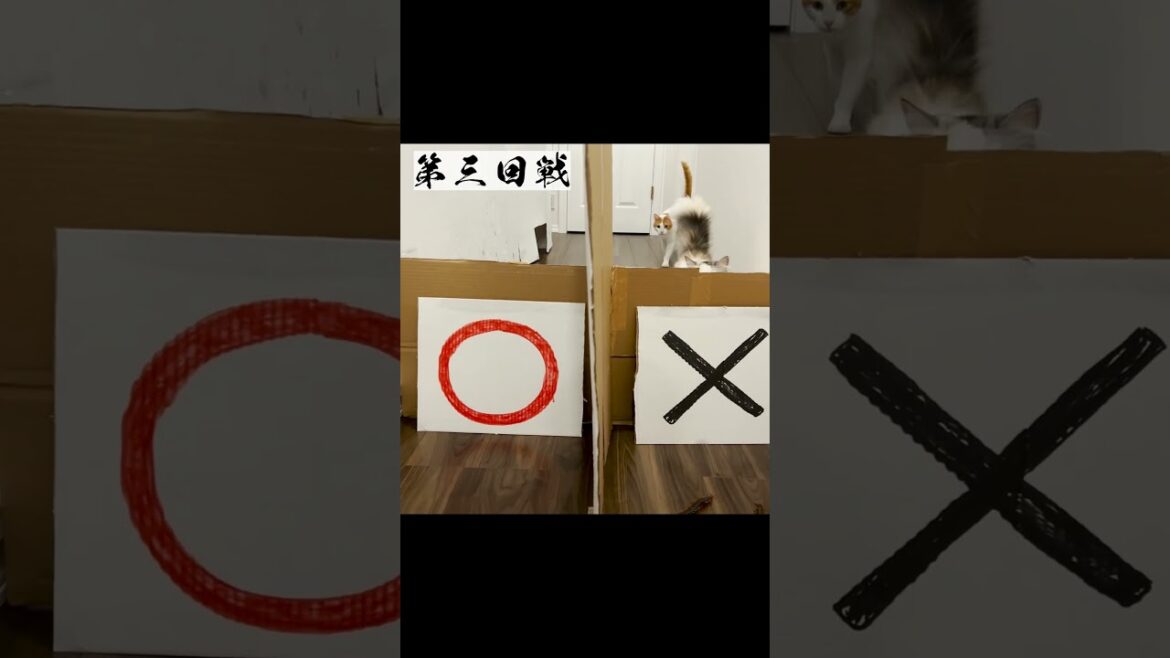 【奇跡】ありえない確率でハズレを引き続ける猫 #Shorts 【奇跡】ありえない確率でハズレを引き続ける猫 #Shorts