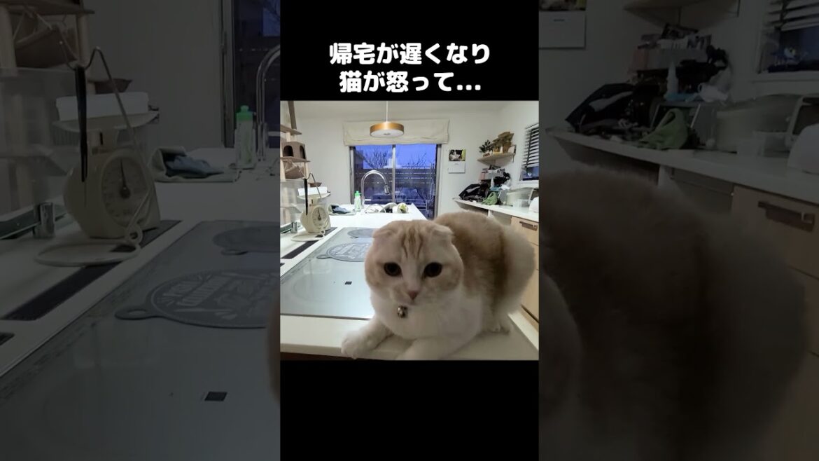 帰宅が遅くなり猫が怒ってかわいすぎる...笑#shorts