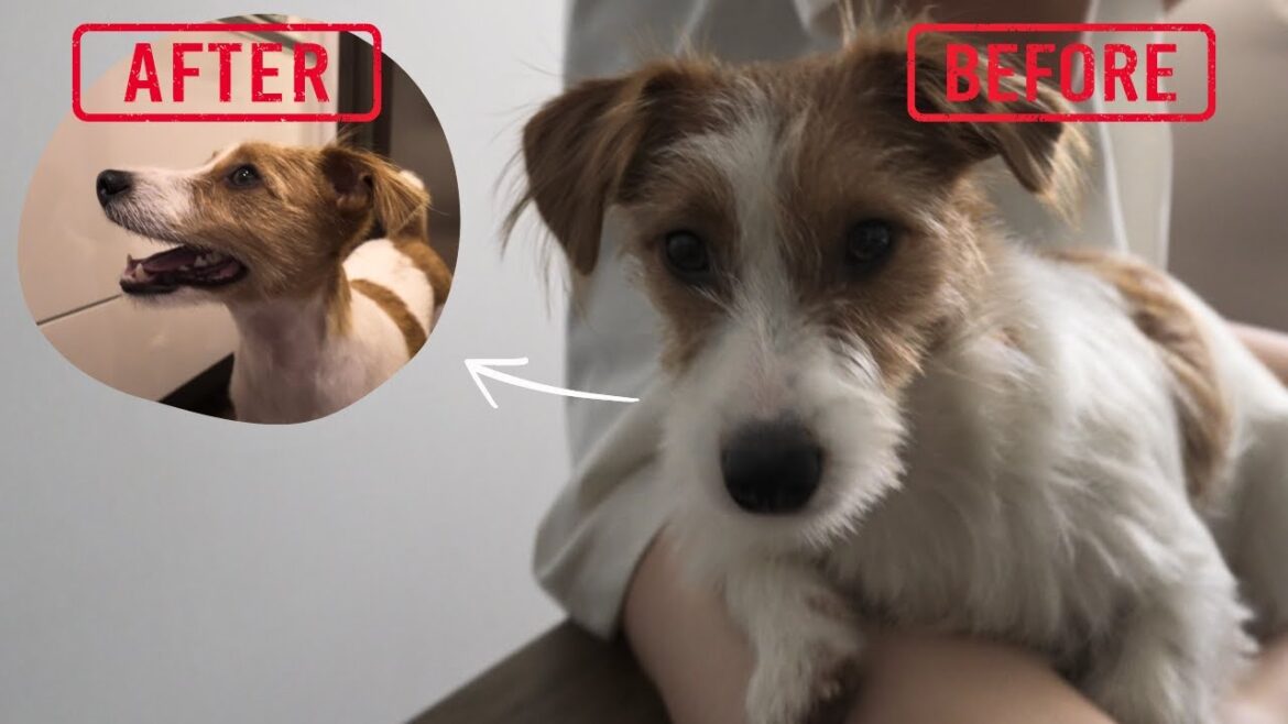 【トリミングDAY】モジャモジャになった子犬ジャックラッセルテリアのルーティン