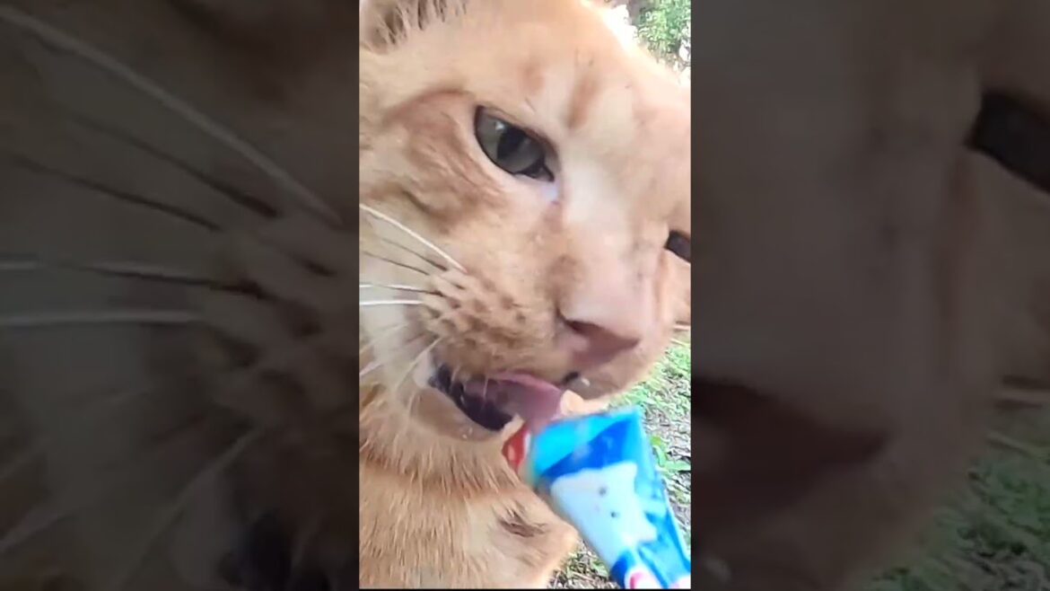 茶猫のチャロと茶太郎にごはんをあげました。I gave food to the brown cat Charo and Chataro. Vol.686-2 #cat #さくらねこ #ねこ 茶猫のチャロと茶太郎にごはんをあげました。I gave food to the brown cat Charo and Chataro. Vol.686-2 #cat #さくらねこ #ねこ