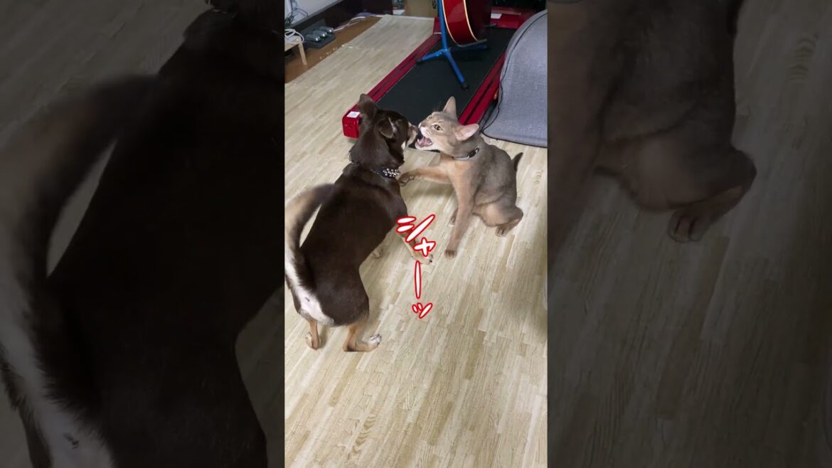 (アビ&チワワ) 猫との距離が近い犬 #shorts #アビシニアン #チワワ #犬と猫 #犬と猫のいる暮らし