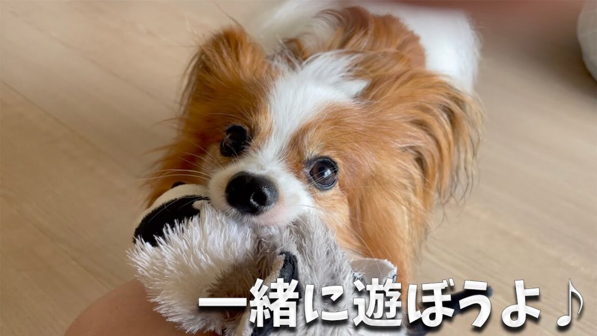どうしても一緒に遊びたい圧が強すぎなパピヨン。#papillon #パピヨン