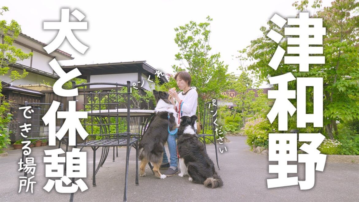 それ食べたい!焼きアイスを狙うオーストラリアンシェパードとボーダーコリー。津和野さんぽ途中に沙羅の木で休憩。 それ食べたい!焼きアイスを狙うオーストラリアンシェパードとボーダーコリー。津和野さんぽ途中に沙羅の木で休憩。