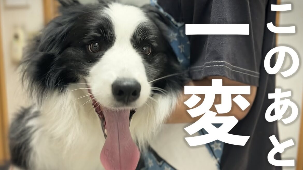 病院の先生登場で表情が１８０度変わる犬が面白すぎるｗ【ボーダーコリー】