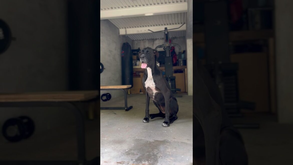 マッチョな犬🐕‍🦺 筋トレ グレートデン クィーンちゃん❤︎ 超大型犬 大型犬 ニューファンドランド 保護猫 多頭飼育 渡辺ボス ベンチプレス 筋トレマシーン サンドバッグ