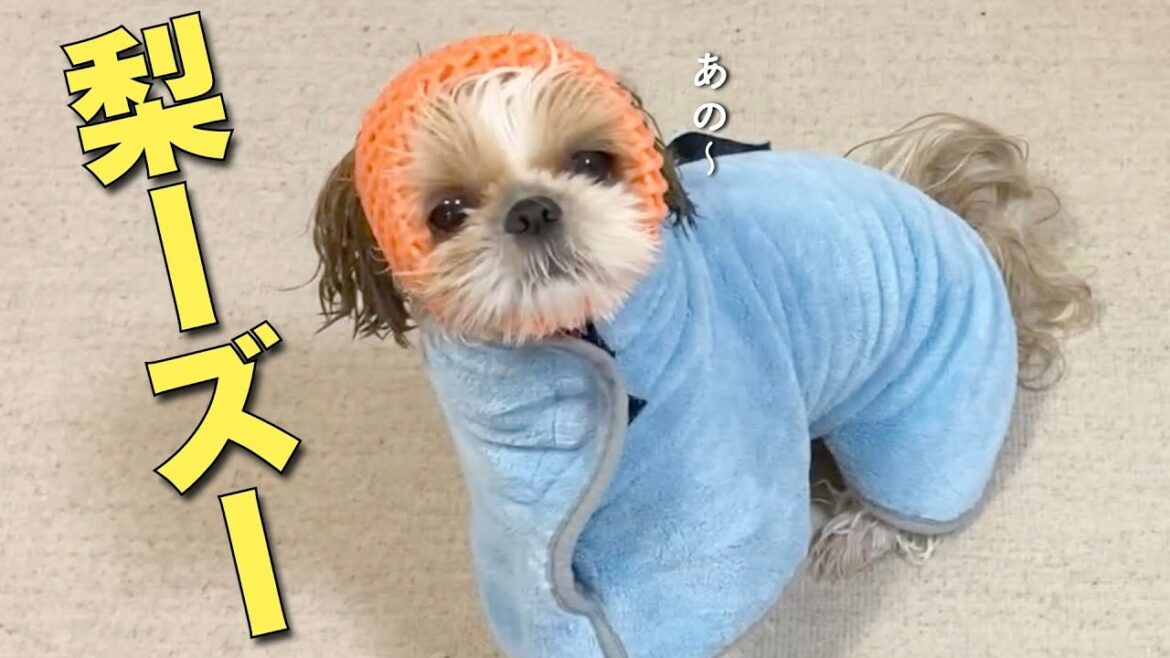 【シーズー】風呂上がりの梨ーズー!可愛いなぁもう www【278】 【シーズー】風呂上がりの梨ーズー!可愛いなぁもう www【278】