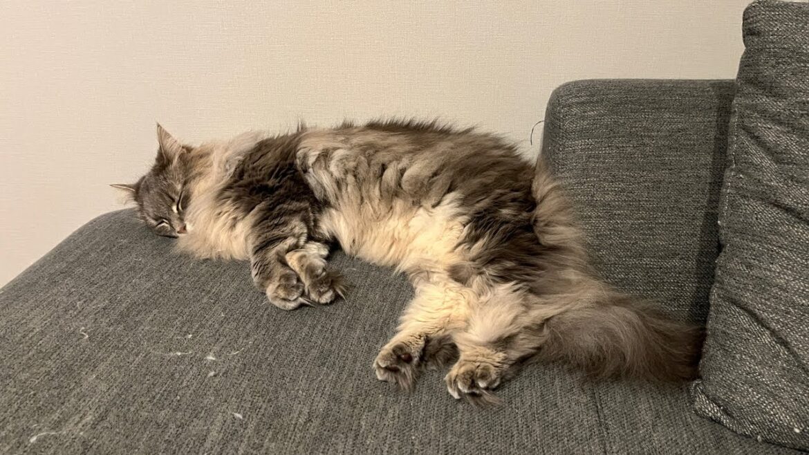 ちょこっと猫配信ライブ✨ノルウェージャンフォレストキャット