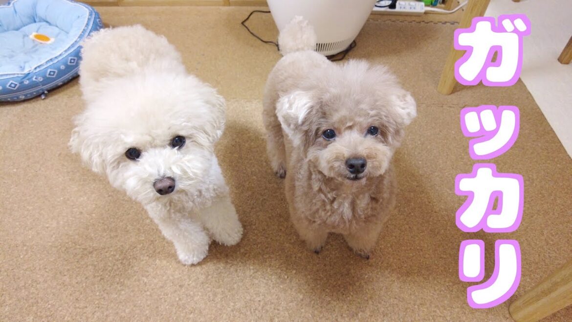 パパとお散歩行く気満々だったのに行けなくてガッカリする愛犬がこちら