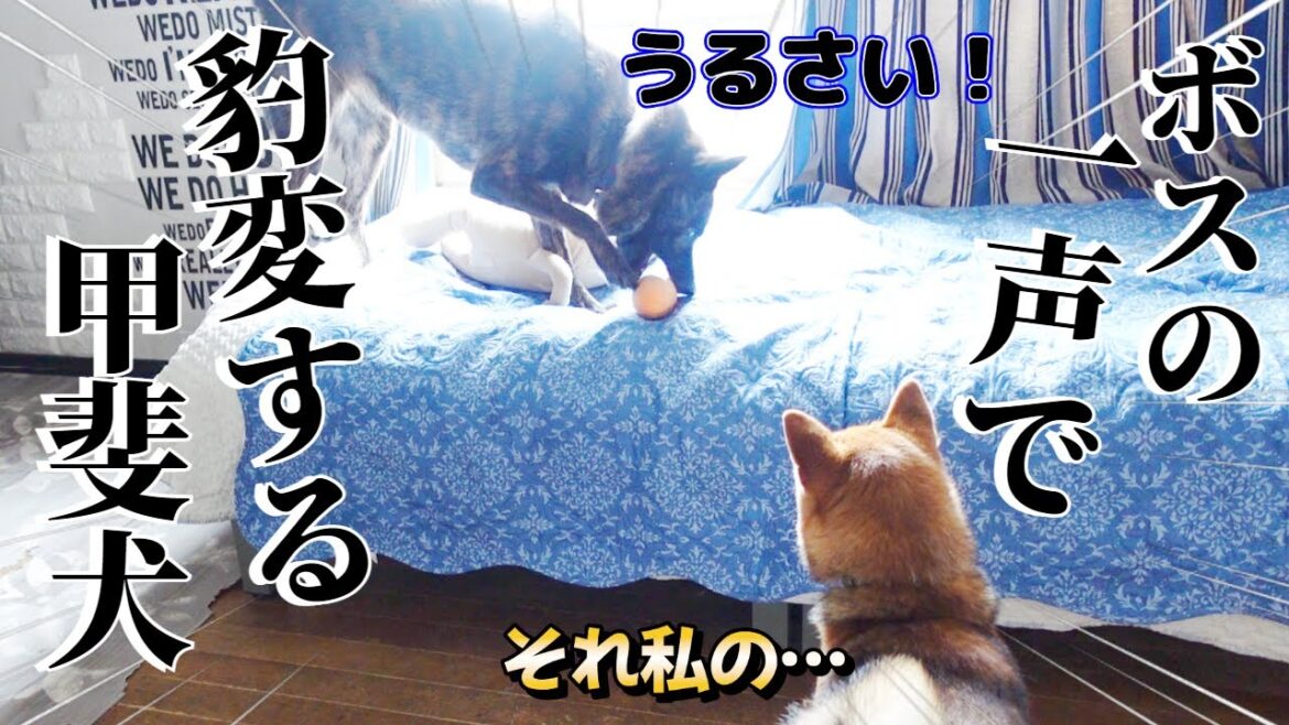 大好きなオモチャをとられて反撃する柴犬とボスの声が聞こえたらすぐさま良いコになる甲斐犬【柴犬・甲斐犬】