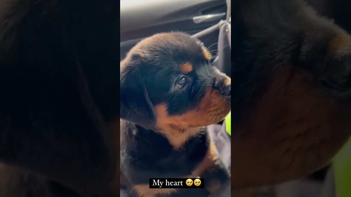 gorgeous Rottweiler puppy 😇