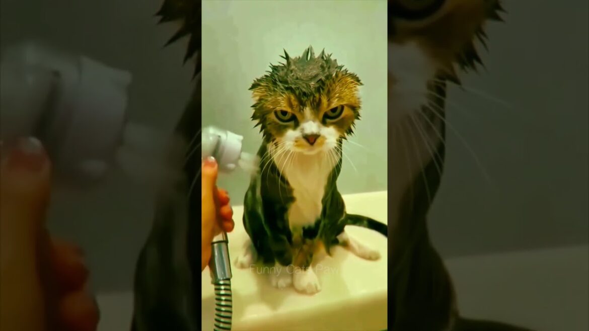 Funny Cats Paw 2023 ๐พ๐ – Cat’s Favorite Activity Is Showering ๐ฟ๐ฆ๐๐ #27 #shorts Funny Cats Paw 2023 ๐พ๐ - Cat's Favorite Activity Is Showering ๐ฟ๐ฆ๐๐ #27 #shorts