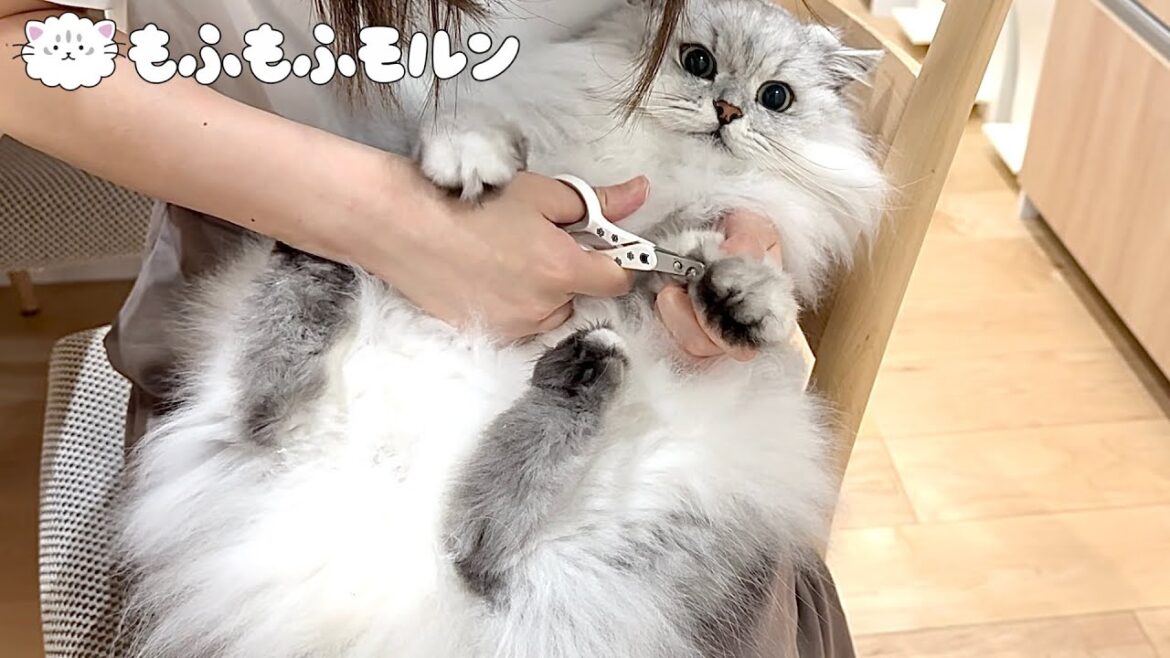 お手入れが嫌になった猫は必殺のあれを繰り出します 【サイベリアン】