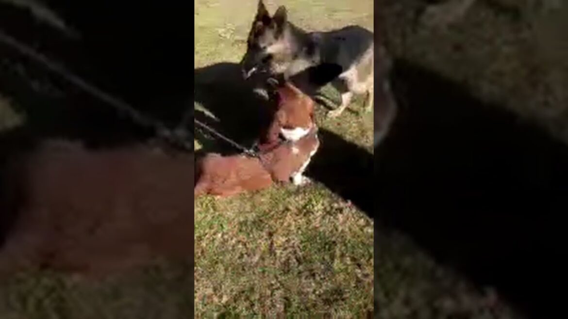 el pachón | #bassethound #funnypets #funnyanimals #shorts