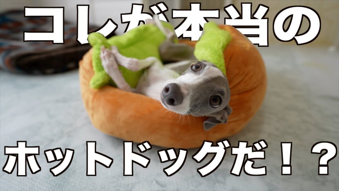 愛犬がパンに挟まる瞬間を隠し撮りしてみたwww