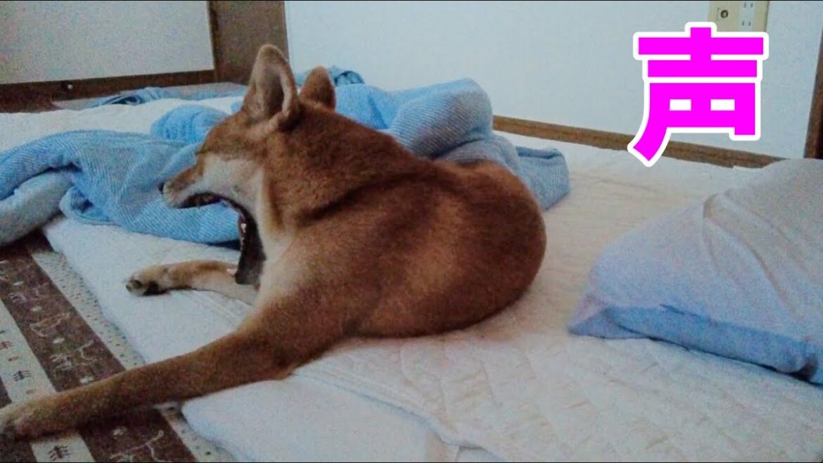 寡黙な柴犬が毎朝聞かせてくれる声　柴犬小夏