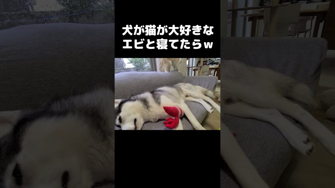 犬が猫が大好きなエビと寝てたら...#shorts