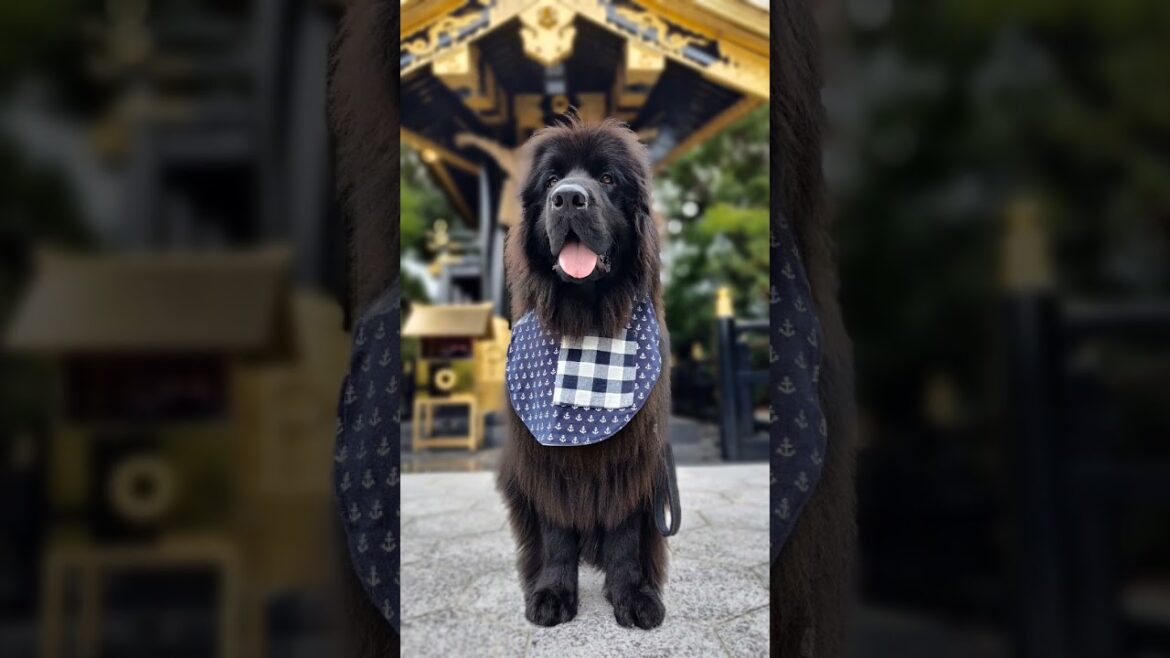 かっこいい神社だなぁ俺みたい #ニューファンドランド #龍王神社#八代龍王神社