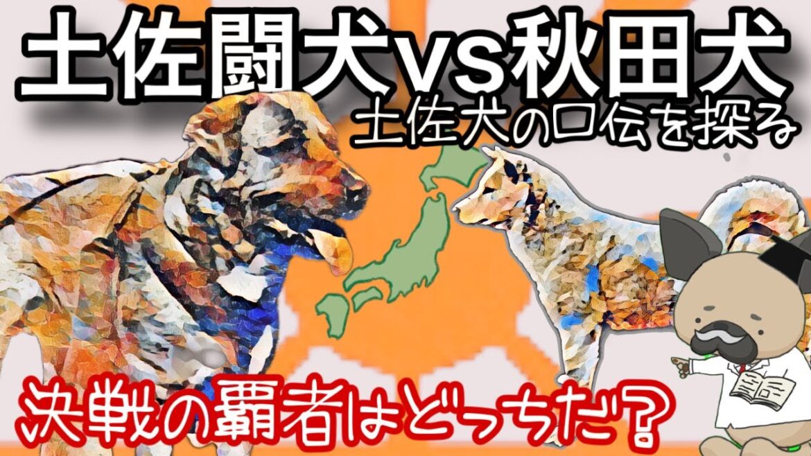 土佐闘犬vs秋田犬〜決戦の覇者はどちらか？〜古書の口伝を探る