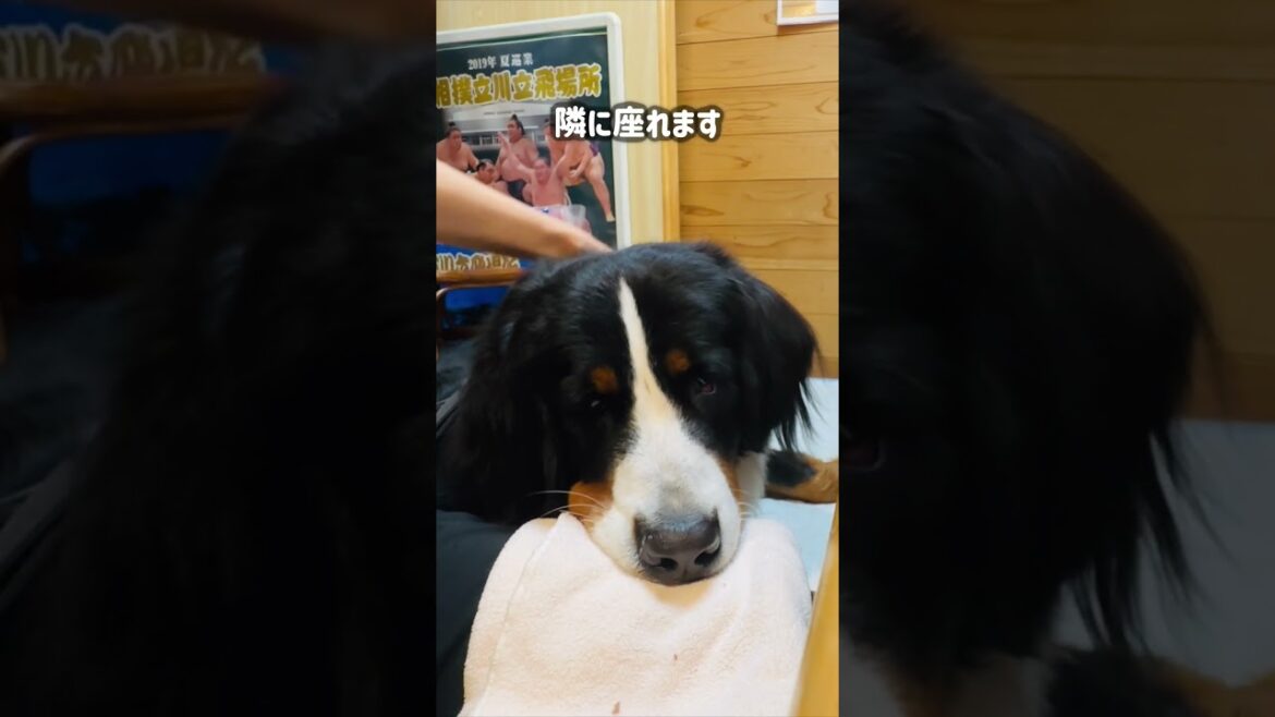 バーニーズマウンテンドッグと行くお寿司屋さん