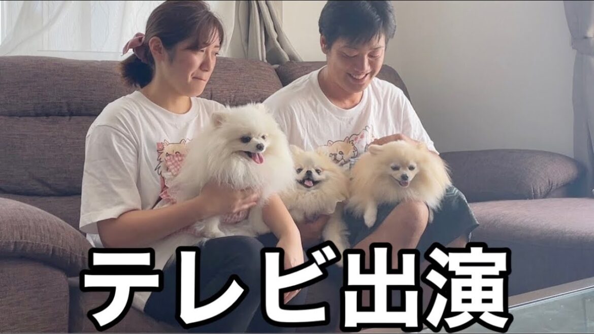 ３姉妹ポメラニアンがテレビの取材を受けました