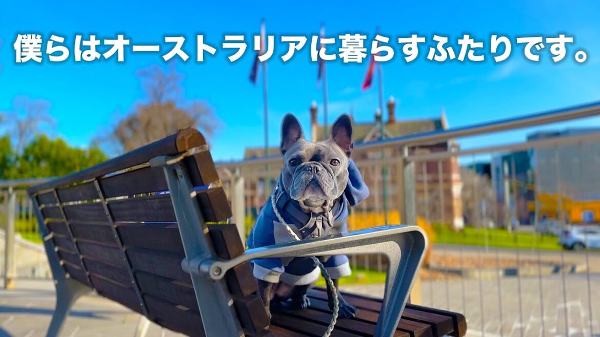 【Vlog】僕達の日常見る？ドッグランから飲み屋までどこでも一緒