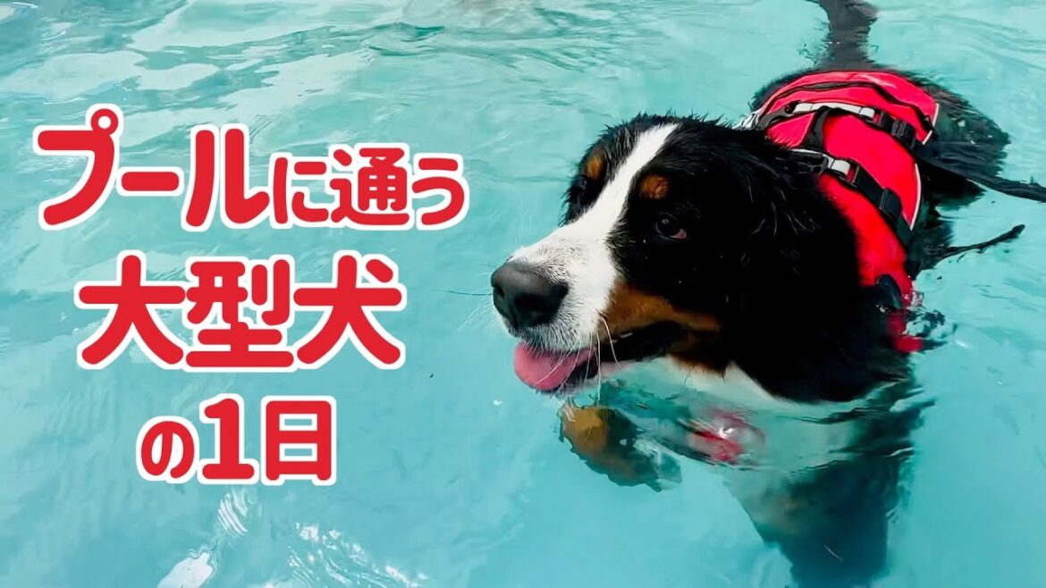 ドッグプールで遊びシャンプーをするバーニーズマウンテンドッグの1日