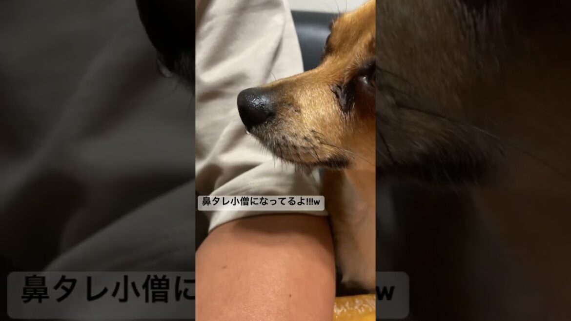 鼻タレ小僧w #わんこ #犬 #ミックス犬 #チワワ #chihuahua #ミニチュアピンシャー #Minichuapinshā #shosts #鼻水