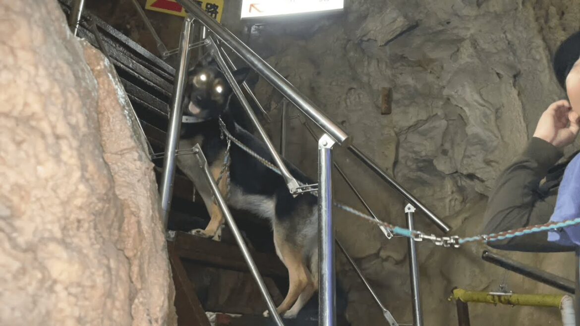 【鍾乳洞】愛犬とダンジョン攻略に行ってきます！【ジャーマンシェパード】