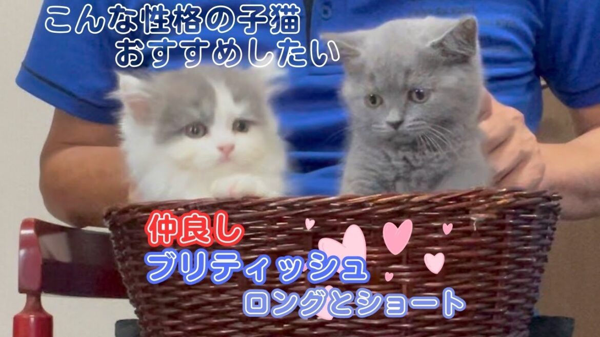 【かわゆい子猫兄妹】ブリティッシュのロングヘアとショートヘア