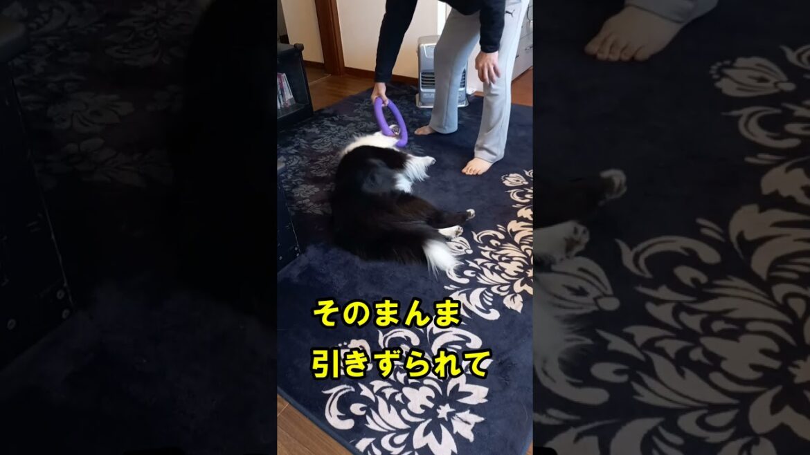#ボーダーコリーあるある　ボーダーコリーはひっぱりっこ大好き　#shorts