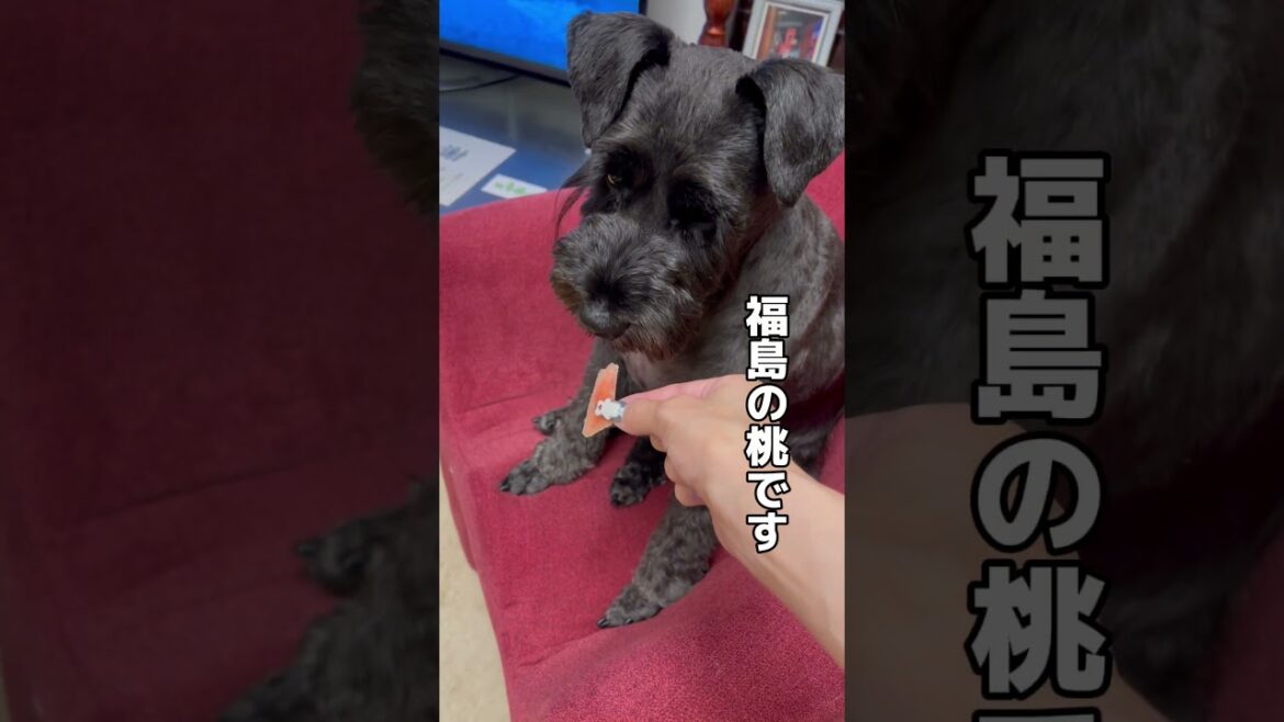 【れおぱおチャンネル】食べれば美味しいのに…食わず嫌い🐶？　#愛犬　#多頭飼い　#シュナウザー　#れおぱおチャンネル　#dog