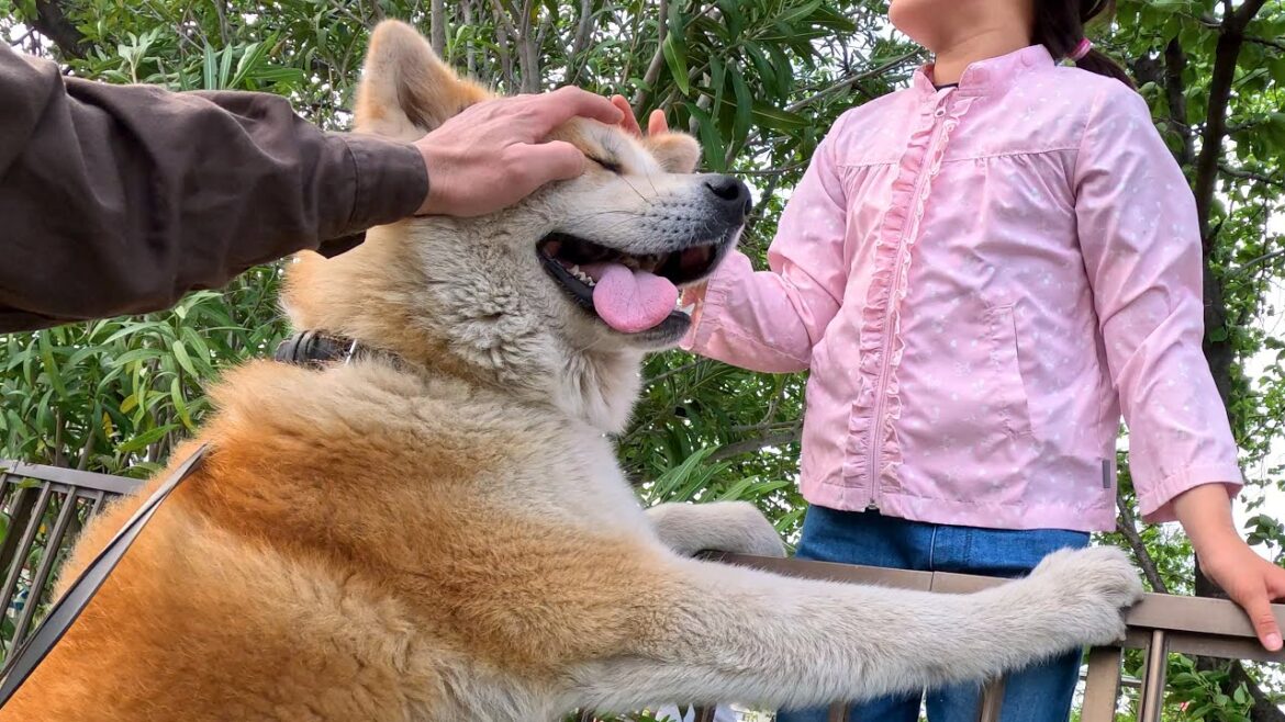 散歩の途中、公園で遊ぶ幼稚園児とふれあう秋田犬 【Vlog】