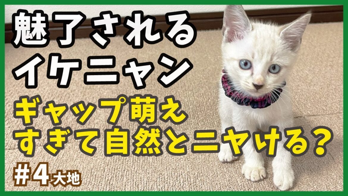 【保護 シャムミックス】萌えキュンしたい人は必見!保護した子猫が可愛すぎてニヤけてしまう・・・。【野良シャム・大地4】/ Kitten  protection 【保護 シャムミックス】萌えキュンしたい人は必見!保護した子猫が可愛すぎてニヤけてしまう・・・。【野良シャム・大地4】/ Kitten  protection