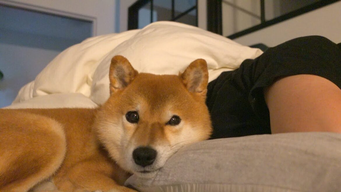 子猫と一緒に寝たいママ‥翌朝柴犬の親分は意外ところにいました。。