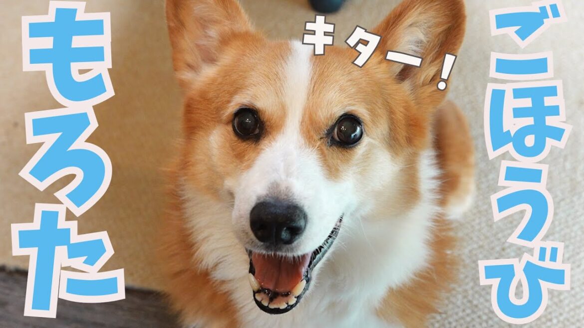 夏休み終盤小学生の子守りがやっと終わるコーギー犬