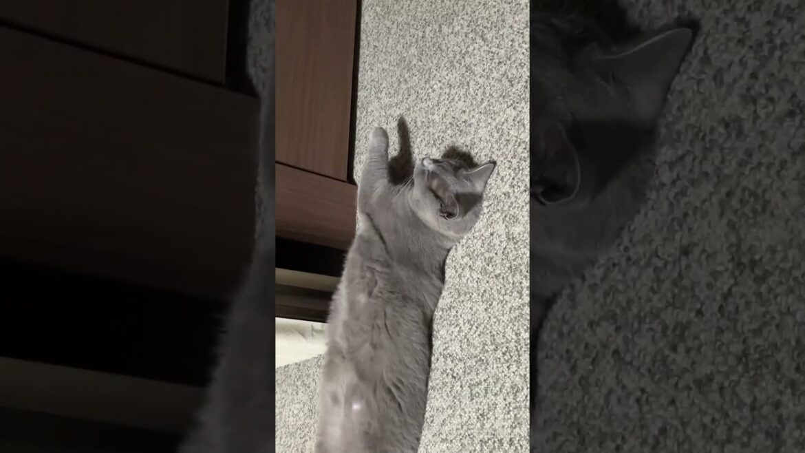 猫のシャルトリー           【シャルトリュー】#shorts