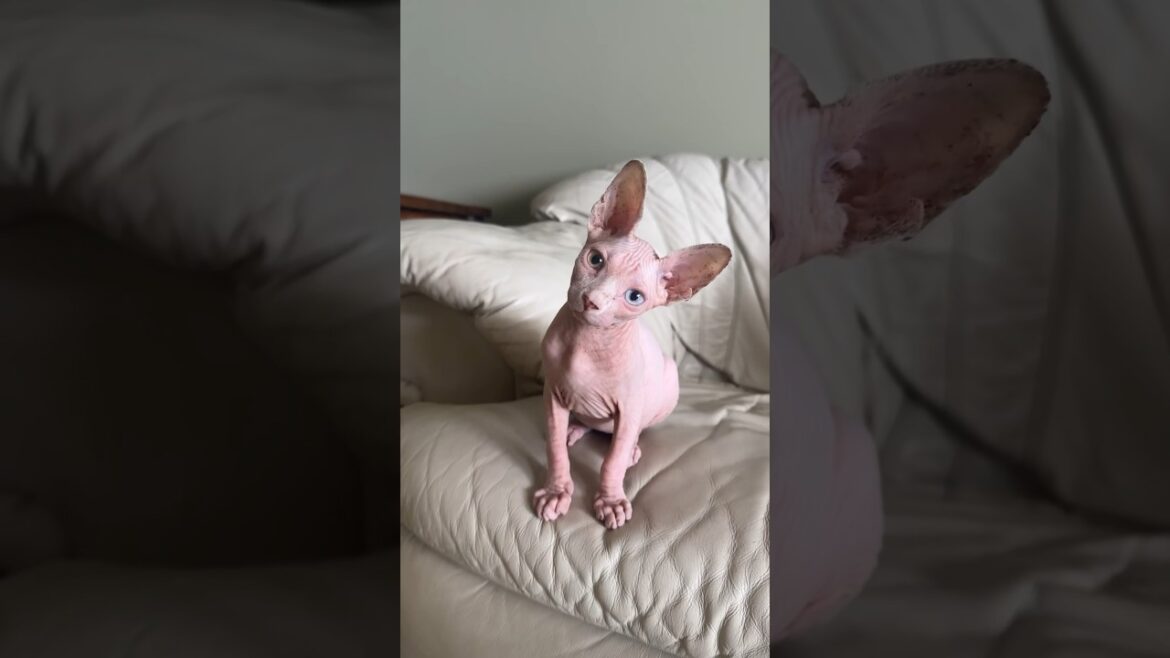 Cute odd eyed sphynx kitten  #kitten #sphynx #oddeyecat #sphynxkitten