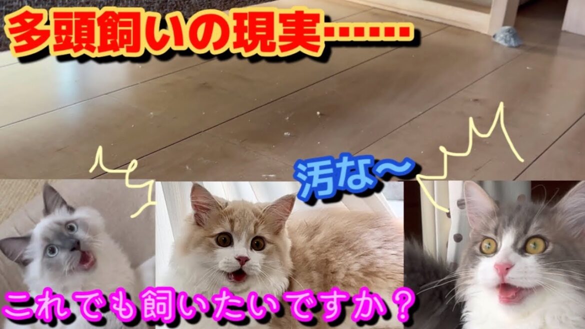 これが現実です…… これでも飼いたいですか? サイベリアン 子猫 多頭飼い kitten siberian デメリット 大変 長毛猫 こまめに掃除しないと毛だらけ これが現実です…… これでも飼いたいですか? サイベリアン 子猫 多頭飼い kitten siberian デメリット 大変 長毛猫 こまめに掃除しないと毛だらけ