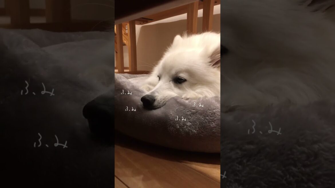 ネコ科のイヌ　#日本スピッツ #japanesespitz #shorts