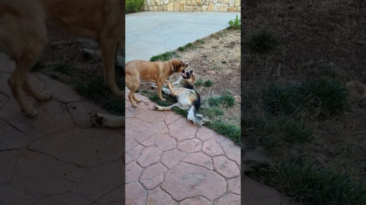 EP058 REXO vs his girlfriend Khaira [round 4of5]