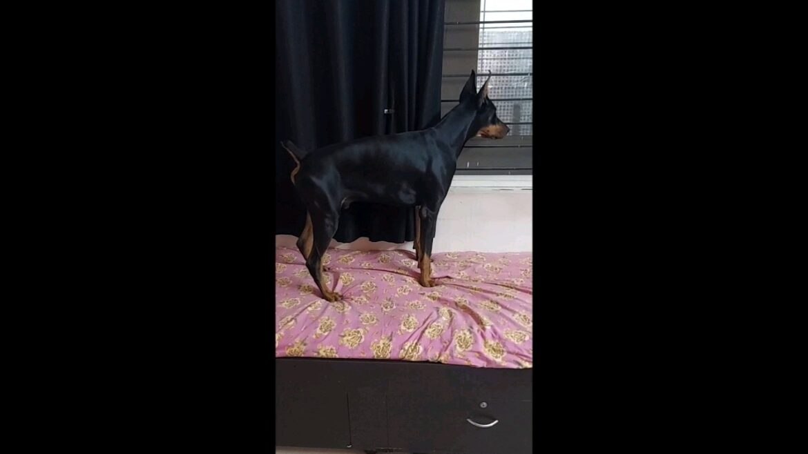 Doberman protecting house🏠with effective Gurd Pug🤣 #viral #dog #pug #trending #doberman #dobermandog