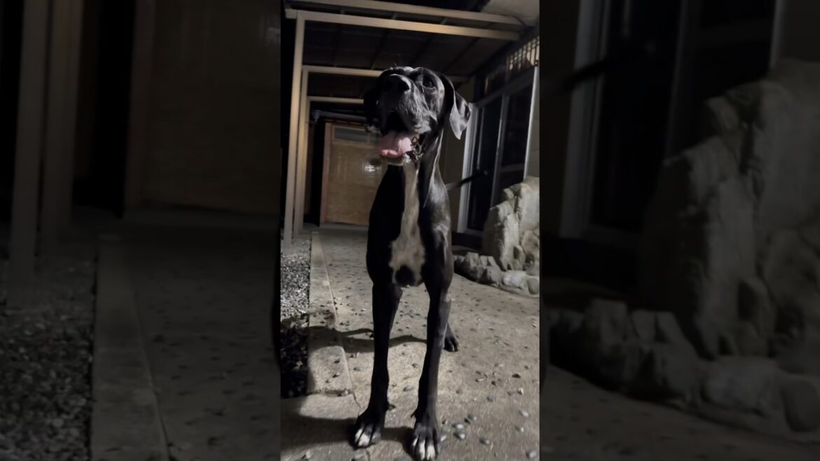 超大型犬 ニューファンドランド ボス君とグレートデーンクィーンちゃん✨ 大型犬 保護猫 多頭飼育  犬好き 猫好き 庭ドッグラン 大きい犬