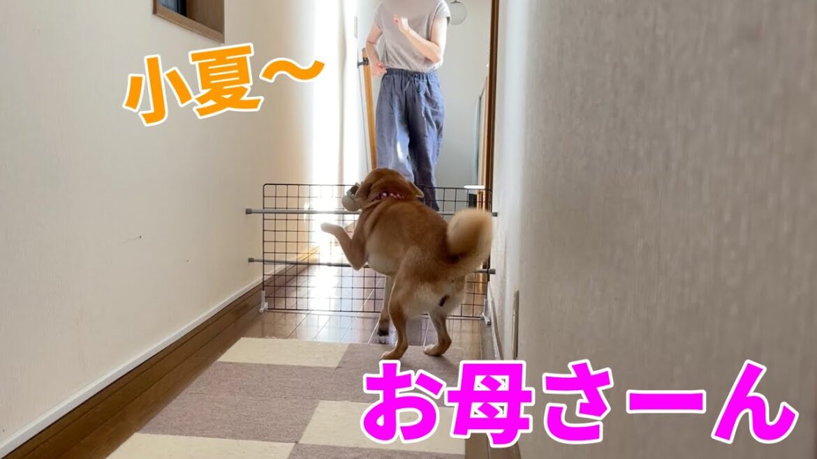 【お母さんも来て！】柴犬小夏、日常の喜びの舞まとめ　Kohafarm