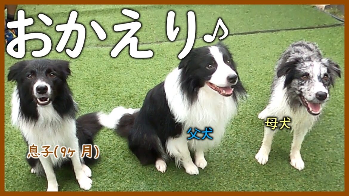 【お里帰り】息子を守る父犬の姿がカッコいい♪【ボーダーコリー】