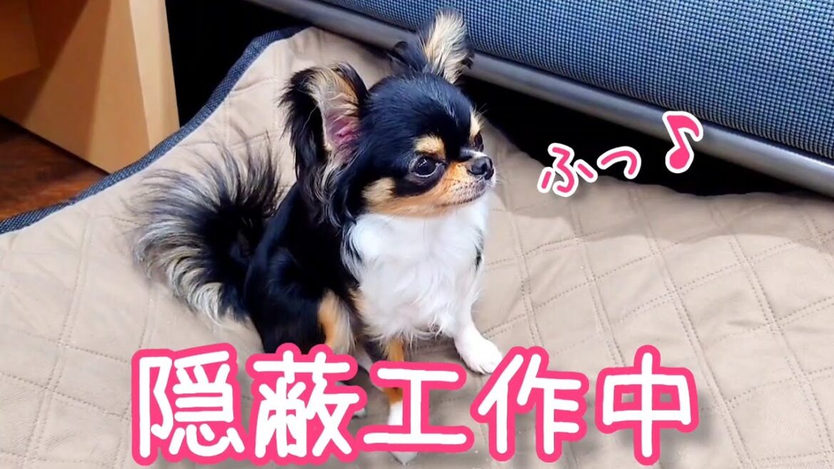 目撃！隠蔽工作の瞬間！カリカリを食べたふりして隠す愛犬チワワ！