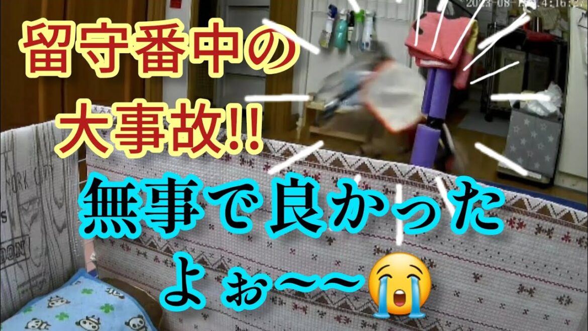 【目を疑う光景】留守番中に事故が起きてしまいました! 【目を疑う光景】留守番中に事故が起きてしまいました!