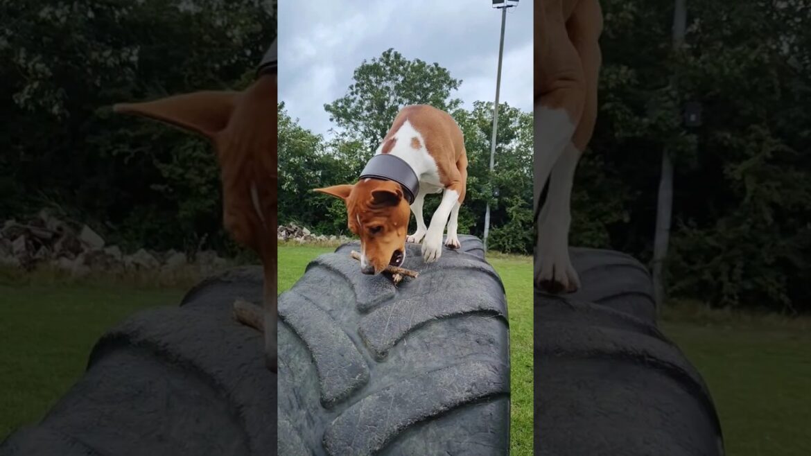 Flying Basenji