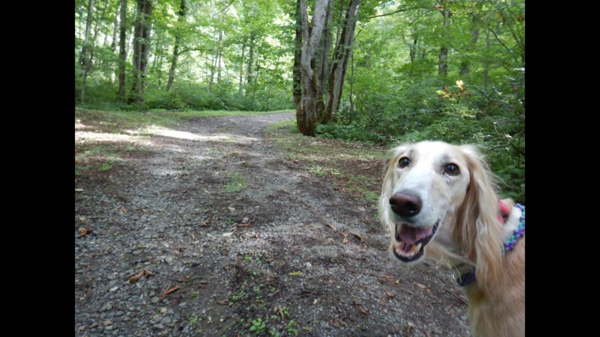 サルーキ　ぽぽ・喜八！ヒズメが生えてきたのかな♪(Saluki）