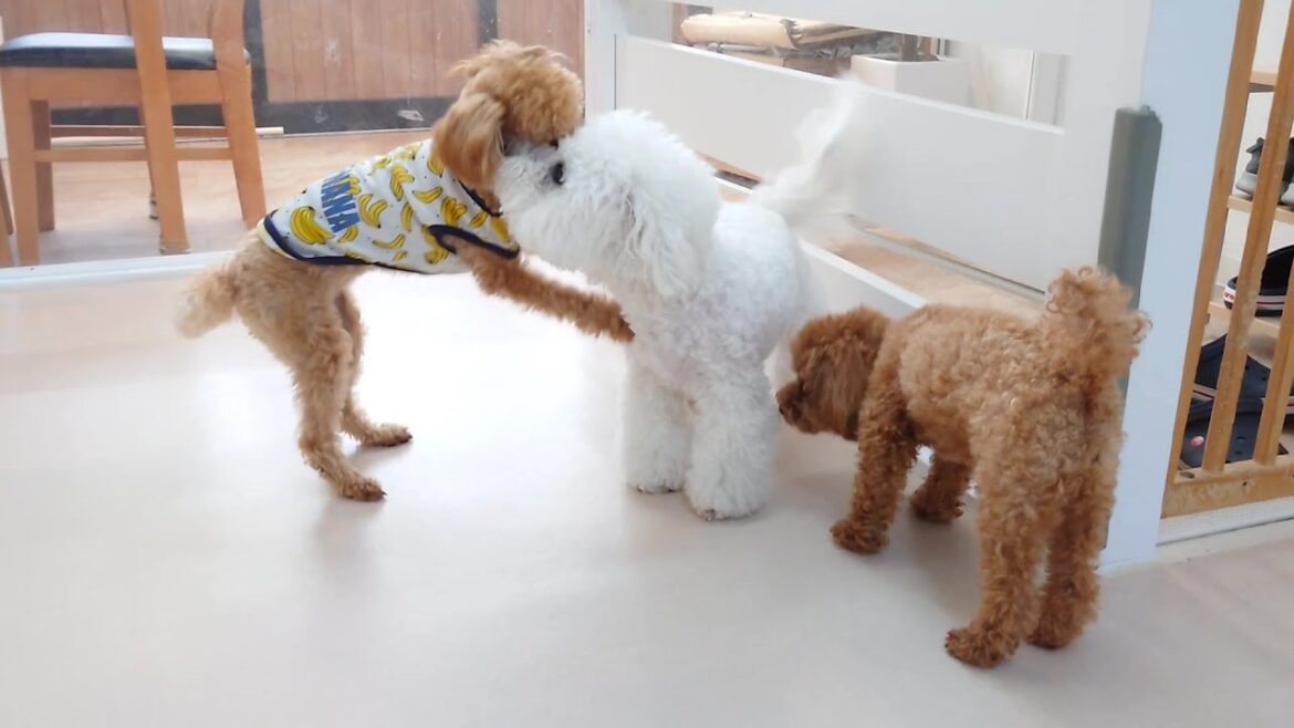 ビションフリーゼ好きすぎトイプードル　🐶ひみつきちなう！①🐶  2023年9月3日